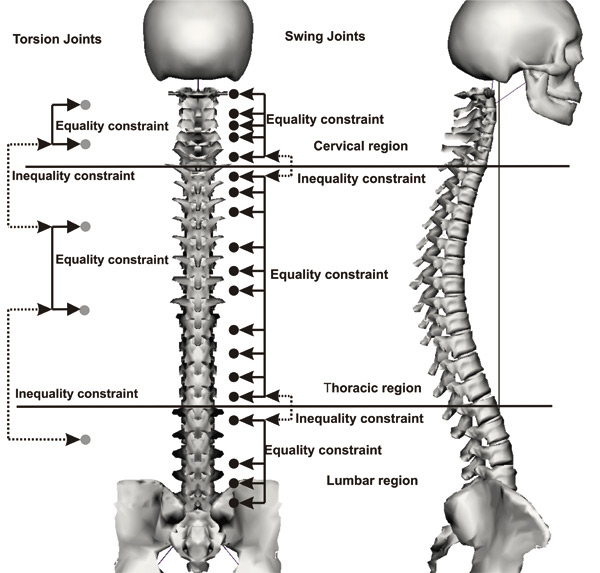 Our human spine model with the different spine regions. We have strategically placed some rotational joints (indicated by gray circles) to model the torsion of the spine where for the remaining joints we use swing joints (indicated by black circle). Inside a region we couple the swing joints by equality constraints (solid flashes). To keep some independency between the regions we use inequality constraints (dashed flashes)