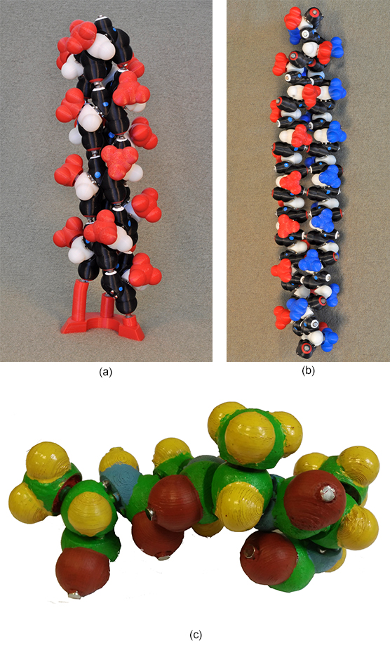 Peppytide molecular flexible and modular model folded as (a) α-helix and as (b) β-sheet. The Peppytide model is made of amide pieces (in black) linked by an alpha carbon part (in white). The red and blue parts are one of the 20 different side chains of proteins. We built and painted a custom colored model (c) for RGB tracking purpose.