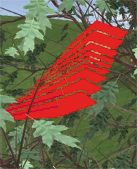 Several superposed images of a support polygon of a leaf (marked in red) in their initial adaptation to the path (left) and the final correction to make it parallel to the ground (right).
