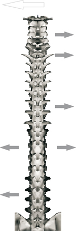 Regional Coupling Patterns: This diagramm summarizes the coupling of lateral bending to the left (indicated by white arrow to the left). In the middle and the lower thoracic spine, the axial rotation is coupled with lateral bending that can be either to the left or to the right. In the lumbar spine, there is left lateral bending with left lateral bending while in the upper thoracic and cervical there is left lateral bending coupled with right lateral bending.