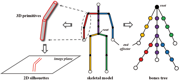 Center: The skeletal model consists of rigid bones and ball joints. Right: The bones and joints are organized in a multi-way tree. The root is located at the pelvis. Kinematic chains (encoded with different color) correspond to paths from the root to the leaves. Left: The bones are modeled with cylinders. The silhouettes of the cylinders are calculated and projected on the image plane for the image-based pose estimation.