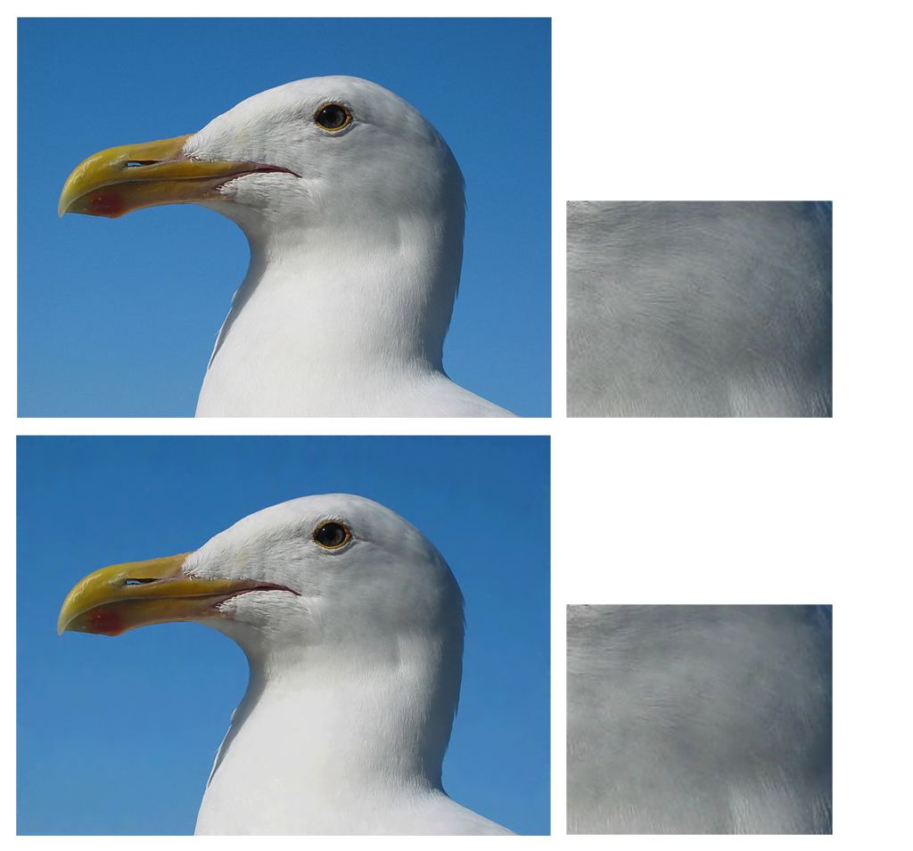 (top to bottom): (a) Seagull (original image) with neck feather detail from below beak (b) Vectorised image render with same feather region